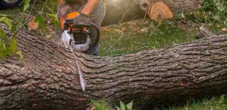 Tree and Shrub Care in Gumlog, GA