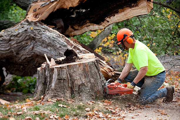 Professional Tree Services in Gumlog, GA